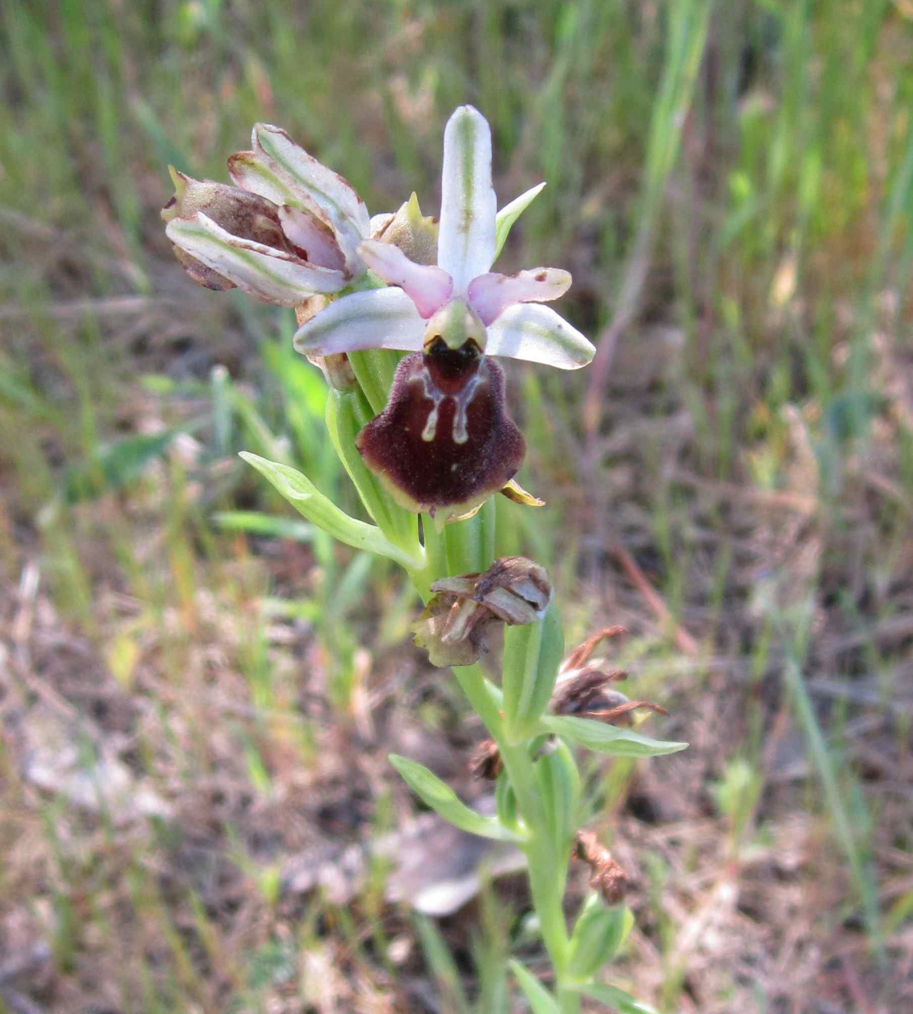 Ophrys tyrrhena (O. montis-leonis)